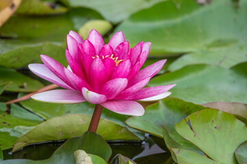 Pink water lily flower, Nymphaea lotus, Nymphaea sp. hort., on green leaves background.