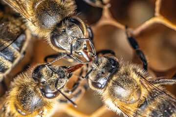 closeup macro of bees on wax frame honeycomb in apiary Honey bee hive with selective focus