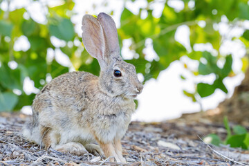 Close up shot of a cute Cottontail rabbit