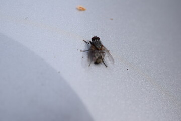 live fly on the hood of the car