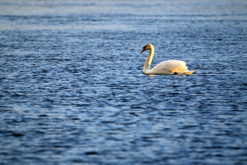 Cygnus olor on the water