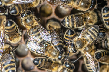 closeup macro of bees on wax frame honeycomb in apiary Honey bee hive with selective focus