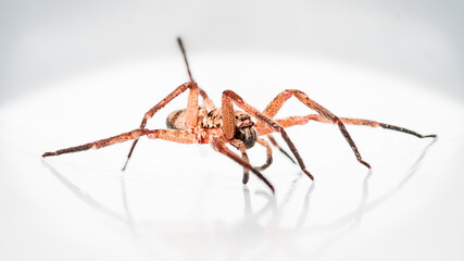 A giant crab spider found in a white bucket