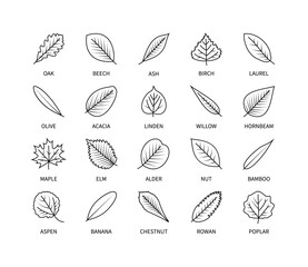 Useful leaves linear icons vegan analysis vector set. Design elements leaf tree bush berries oxygen world ecology biology healthy food marketing business. Vector illustration symbol set.