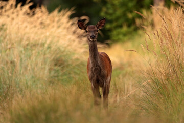 Deer on the road in the woods