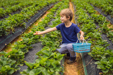 Naklejka na ściany i meble Little toddler boy on organic strawberry farm in summer, picking berries