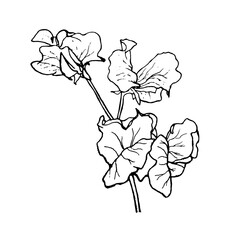 Simple floral sketch illustration. Great for invitation, greeting card, packages, wrapping, premade logo, business card, stationery, etc.