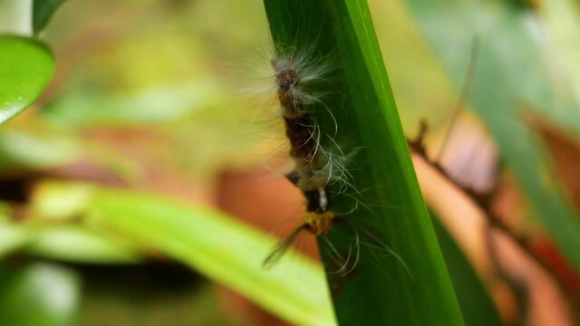 Hairy Caterpillar crawling down a Leaf in Rainforest