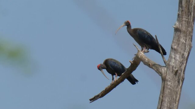 ibis redhead  mp4 ..