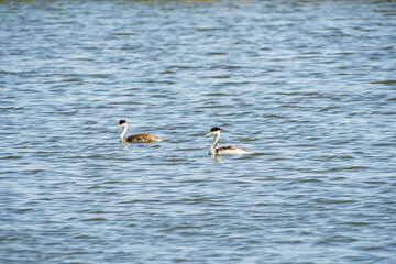 Close up shot of a cute Clark's grebe
