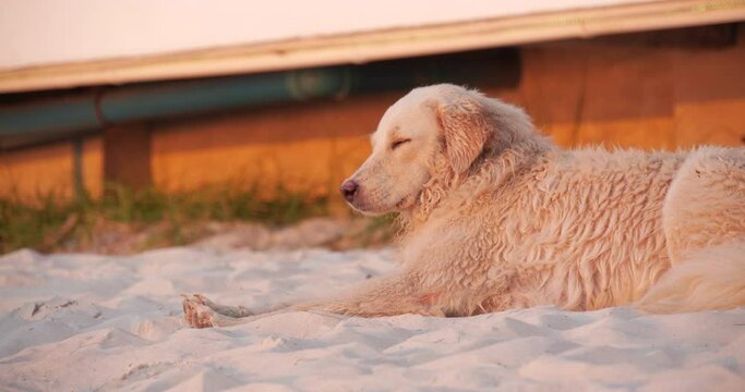 tired dog waiting for its owner while lying on the sand of the beach of Thailand