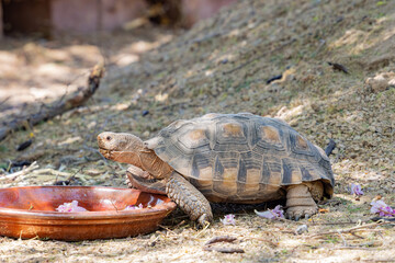 Close up shot of a cute sulcata tortoise