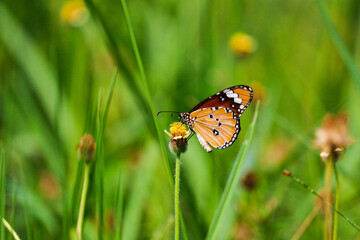 butterfly on the grass