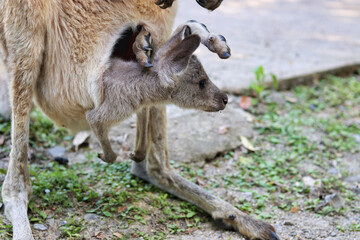kangaroo in a zoo