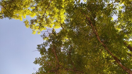 green leaves and sky