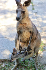 kangaroo and baby