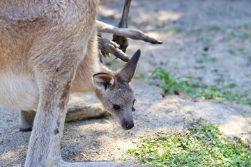 Fototapeta premium kangaroo and baby