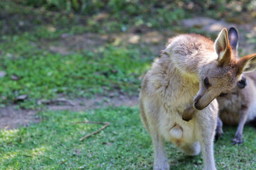 kangaroo in the grass