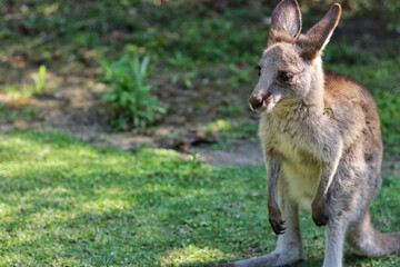 kangaroo in the grass