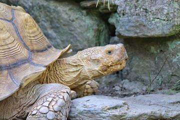 turtle on the rocks