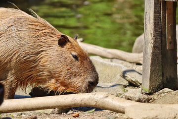wild boar in the woods