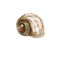 Sea shell white Illustrations. Marine design. Hand drawn watercolor painting on white background.