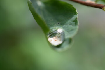 dewdrops on a green leaf