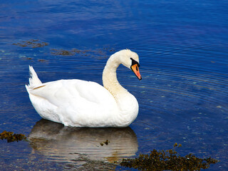 Beautiful white swan on blue water