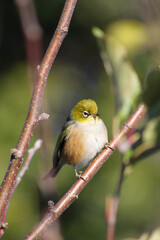 Obraz premium Waxeye on branch