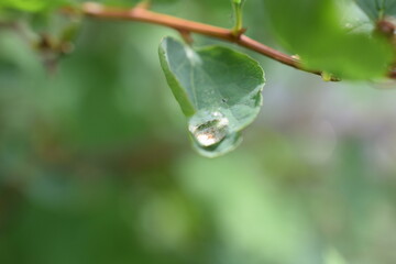 dewdrops on a green leaf