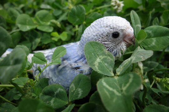 baby blue bird takes  a walk in clover