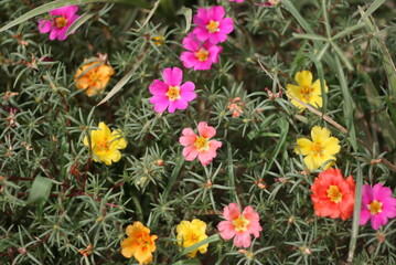 spring flowers in the garden