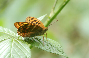 A Silver-washed Fritillary Butterfly, Argynnis paphia, resting on a bramble leaf.