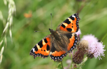 A Small Tortoiseshell Butterfly, Aglais urticae, nectaring on a thistle flower in a meadow.