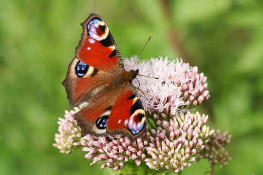 A newly emerged Peacock Butterfly, Aglais io, nectaring from a pink flower in a meadow.