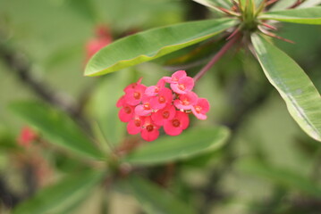 Red flower at the garden