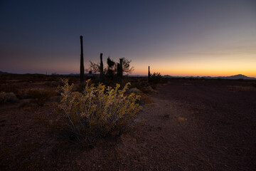 Scrub in the Sunset