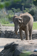 Fototapeta na wymiar Elephants, wild animals, Africa safari