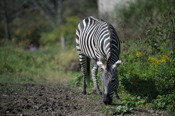Fototapeta na wymiar Zebras grazing on a warm summer day