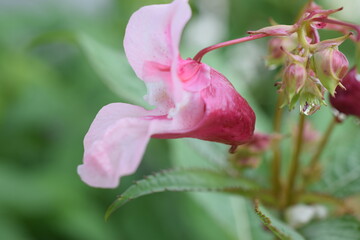 yawn flower close up in summer