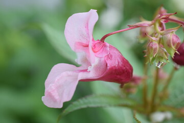 yawn flower close up in summer