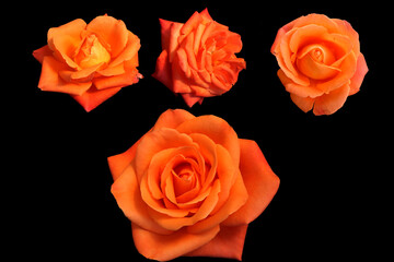 beautiful orange rose with black background