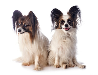papillon dogs in studio