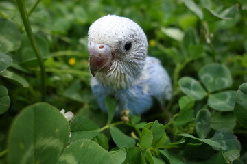 baby blue bird in clover