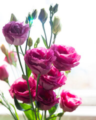 Fototapeta premium Pink Lisianthus in a window