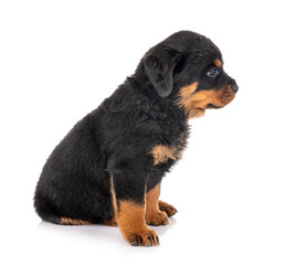 puppy rottweiler in studio