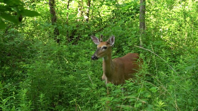 Close up of a young male buck white tailed deer with stub velvet covered horns standing in a patch of green foliage in a forest staring at the camera.
