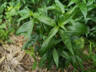 King of bitters scientific name Andrographis paniculata Burm, Wall. Ex Nees, Fah Talai jhon, Thai herbs reduce fever, heat up the cold green leaves vegetable nature protect coronavirus, covid-19