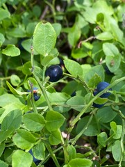 blueberries on a bush