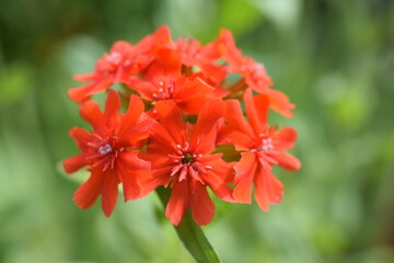 Garden carnation close up